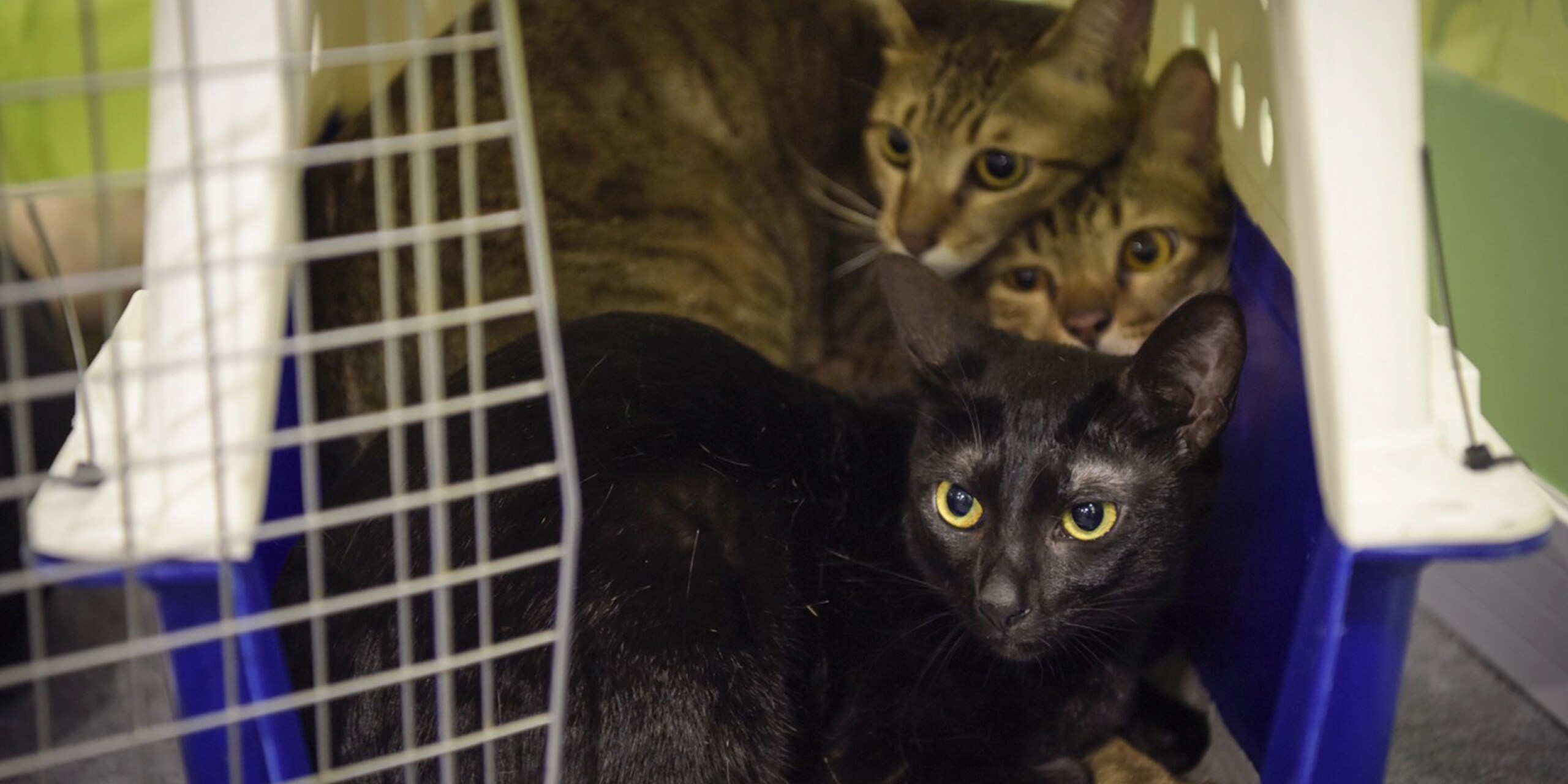 How One Singaporean Made Cat Rescue Her Life’s Mission Temasek